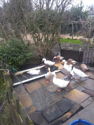 Some of the ducks